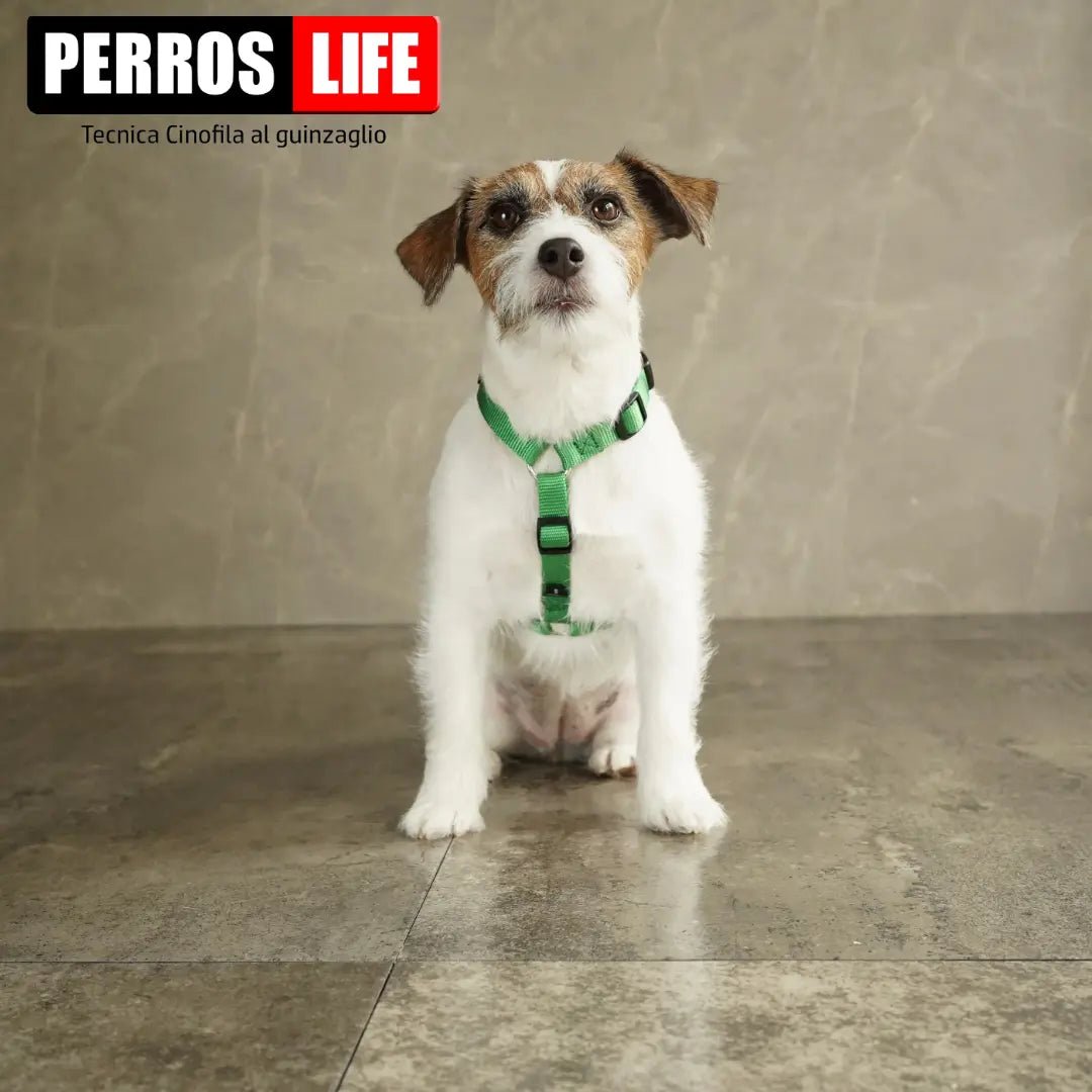 犬用ハーネス PERROS - 獣医師推奨ハーネス 犬の体に負担が少ない|ペット用首輪・ハーネス 小型犬