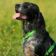 犬ハーネス PERROS - テクニカルハーネス パラキートグリーンカラー | 首を通さず簡単装着|犬用ハーネス|PERROS(ペルロス) ハーネス パラキートグリーンカラー - Alice's Dog & Catproduct_type