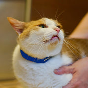 猫用首輪 PERROS - 安全でスタイリッシュ首輪|ペット・ペット用品>ペット用品>ペット用首輪・ハーネス|猫用首輪 PERROS - 安全でスタイリッシュな猫用首輪 | 高品質 おしゃれカラー