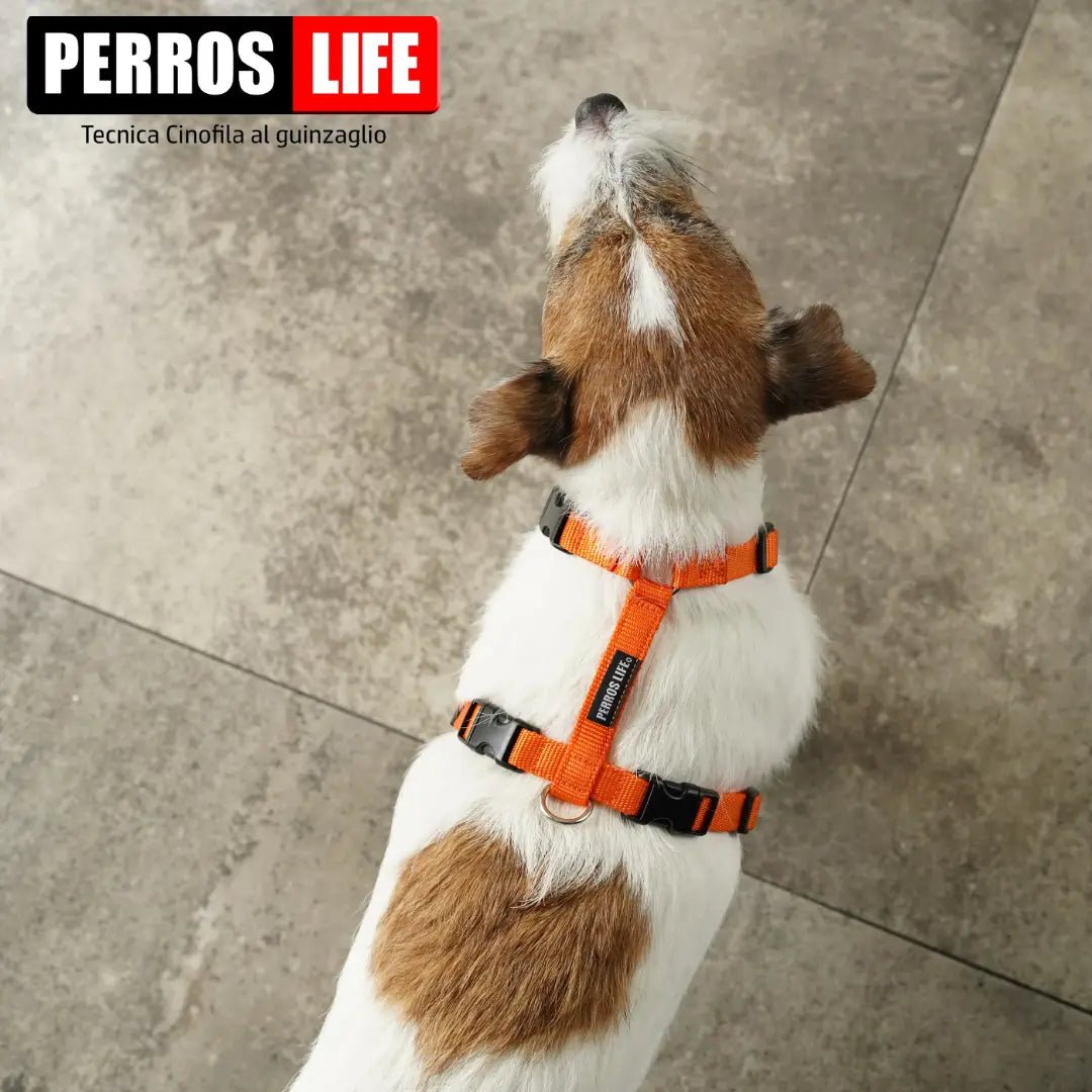 犬用ハーネス PERROS - 獣医師推奨ハーネス 犬の体に負担が少ない|ペット用首輪・ハーネス オレンジ