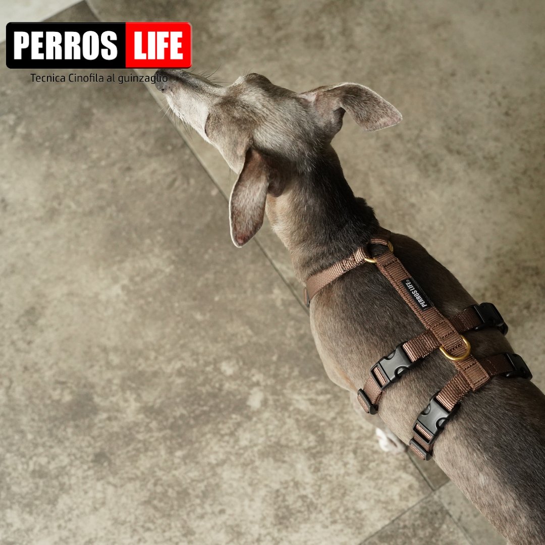 犬用ハーネス PERROS - 胸深く腹部細い犬用ドピアッカハーネス|ペット用首輪・ハーネス|