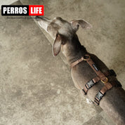 犬用ハーネス PERROS - 胸深く腹部細い犬用ドピアッカハーネス|ペット用首輪・ハーネス|