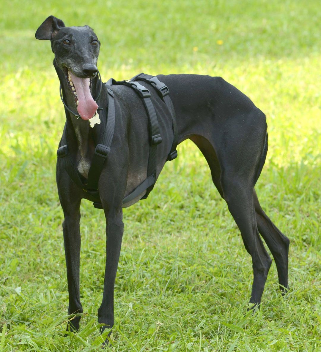 犬用ハーネス PERROS - 胸深く腹部細い犬用ドピアッカハーネス|ペット用首輪・ハーネス|犬用ハーネス PERROS - ドピアッカハーネス 胸深く腹部細い犬/グレーハウンド用 脱走防止|ペット用ハーネス