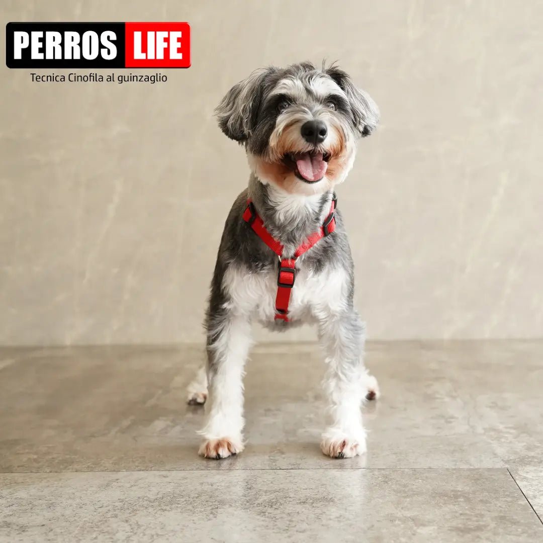 犬用ハーネス PERROS - 獣医師推奨ハーネス 犬の体に負担が少ない|ペット用首輪・ハーネス シュナウザー