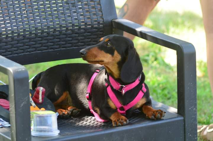 犬ハーネス PERROS - テクニカルハーネス フクシアピンクカラー | 首を通さず簡単装着|犬用ハーネス|犬ハーネス PERROS テクニカルハーネス フクシアピンクカラー - Alice's Dog & Catproduct_type
