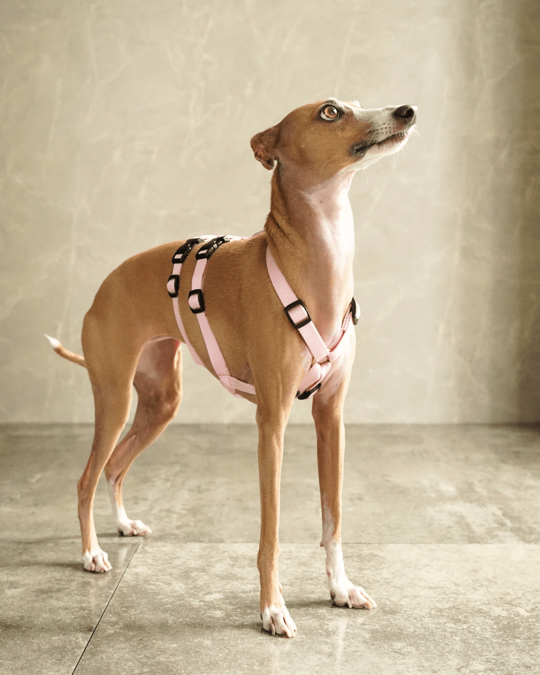 犬用ハーネス PERROS - 胸深く腹部細い犬用ドピアッカハーネス|ペット用首輪・ハーネス|犬用ハーネス PERROS - ドピアッカハーネス 胸深く腹部細い犬/グレーハウンド用