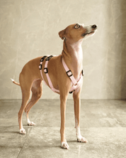 犬用ハーネス PERROS - 胸深く腹部細い犬用ドピアッカハーネス|ペット用首輪・ハーネス|犬用ハーネス PERROS - ドピアッカハーネス 胸深く腹部細い犬/グレーハウンド用