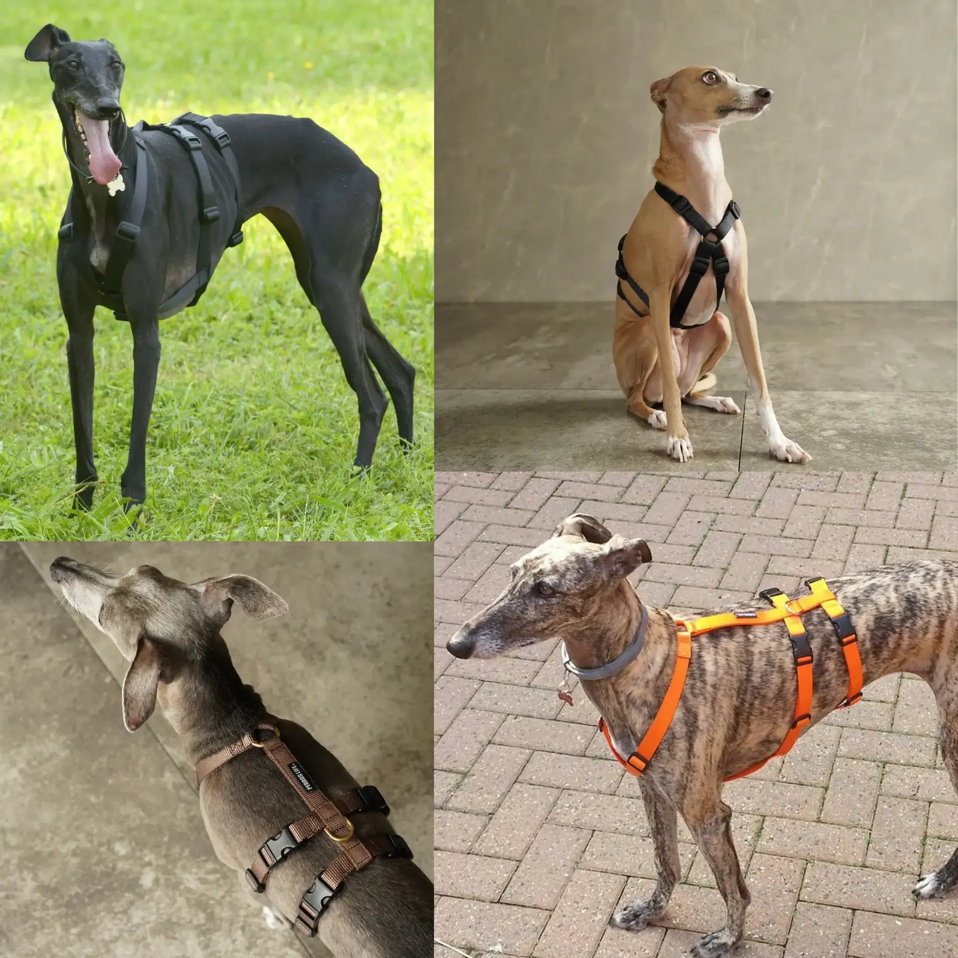 犬用ハーネス PERROS - 胸深く腹部細い犬用ドピアッカハーネス|ペット用首輪・ハーネス|犬用ハーネス PERROS - 胸深く腹部細い犬用ドピアッカハーネス