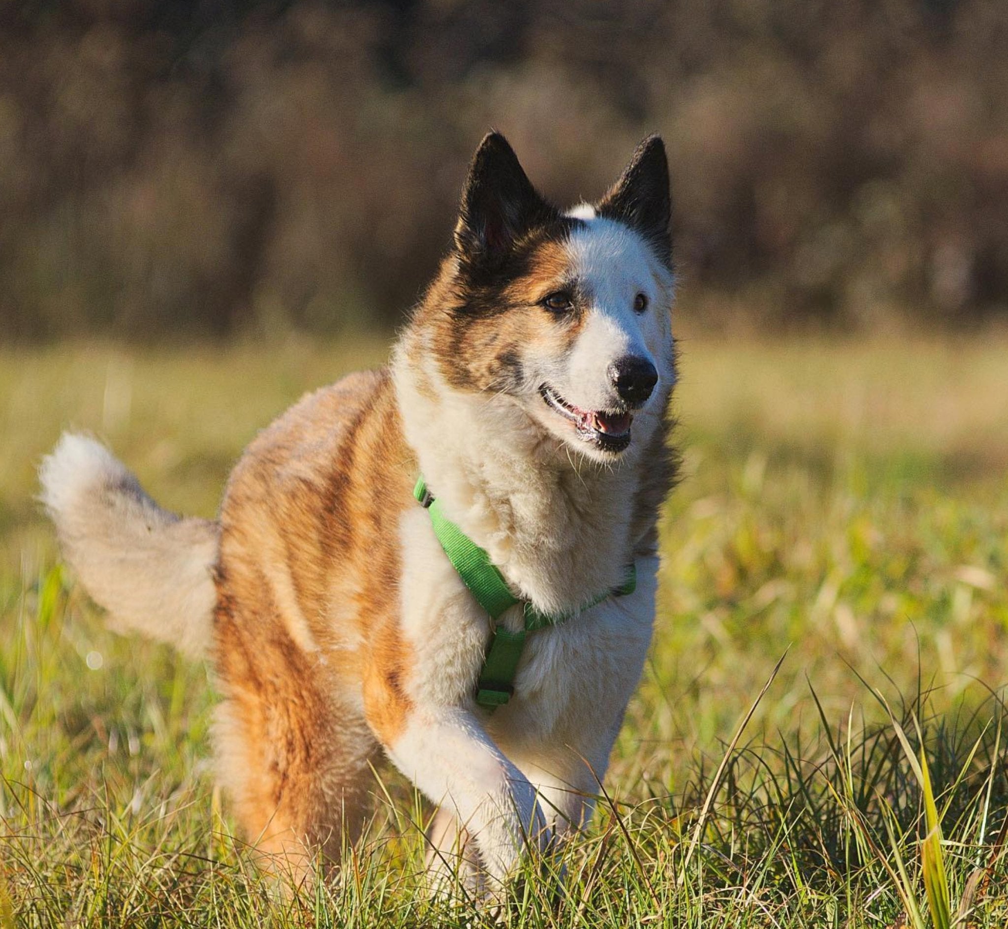 犬用ハーネス PERROS - 獣医師推奨ペルロスハーネス|ペット用首輪・ハーネス|体に負担が少ない