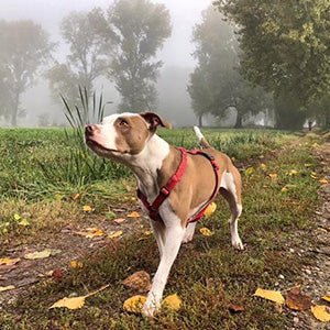 犬用ハーネス PERROS - 胸が厚く丸い犬用のXハーネス|ペット用首輪・ハーネス|犬用ハーネス PERROS - 胸が厚く丸い犬用のXハーネス | 革新的デザインで快適|フレンチブルドッグ ボストンテリア パグ ピッドブル