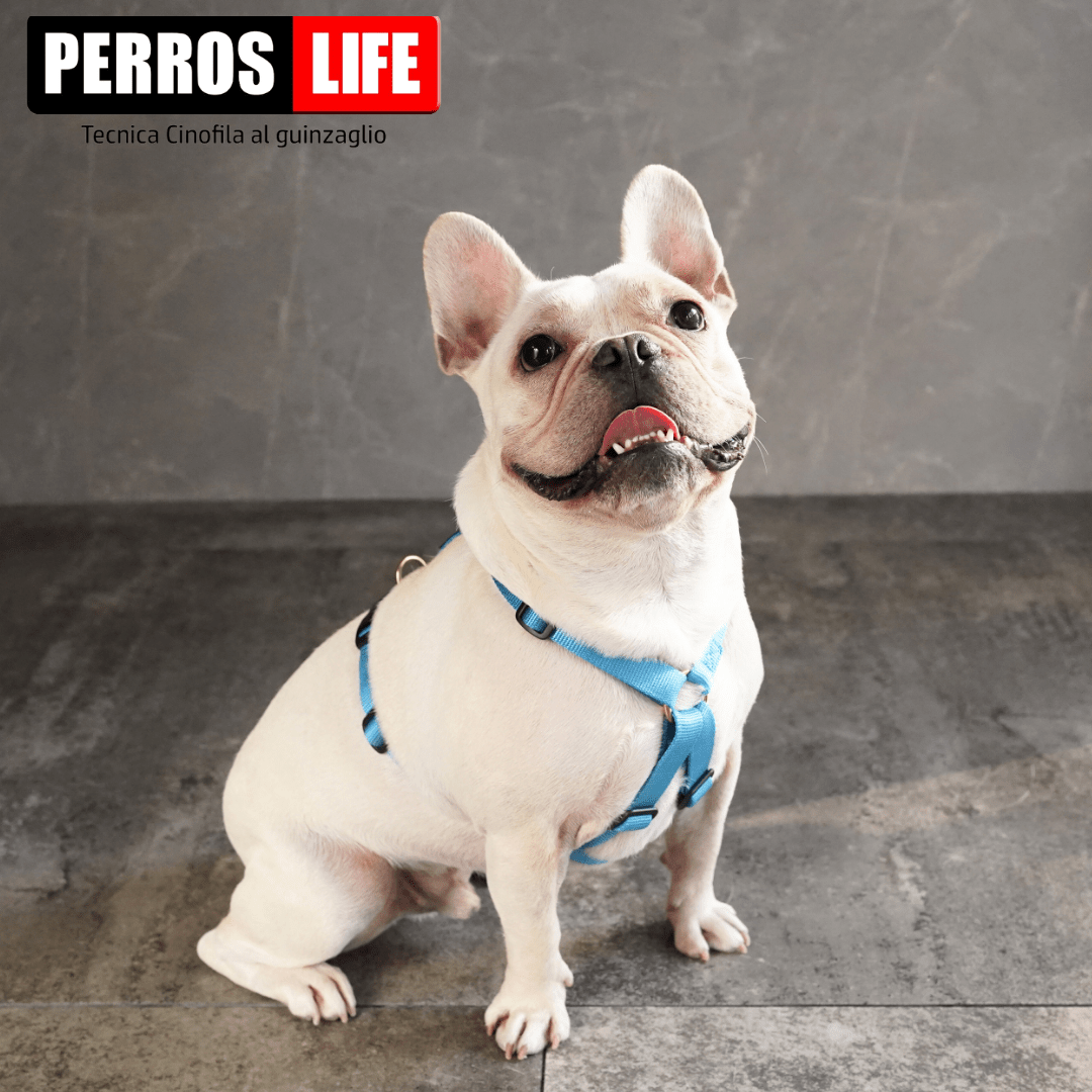 犬用ハーネス PERROS - 胸が厚く丸い犬用のXハーネス|ペット用首輪・ハーネス| 胸が厚く丸い犬用のペルロスXハーネス フレンチブル ピッドブル