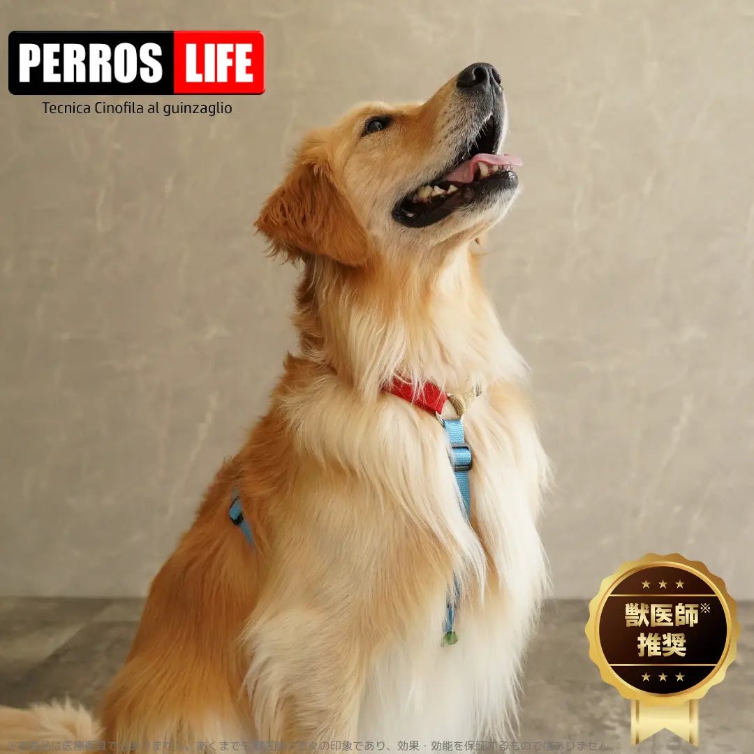 犬用ハーネス PERROS ペルロス 獣医師推奨 抜けない Y型 H型 小型犬〜大型犬 8サイズ|ペット用首輪・ハーネス|犬用ハーネス PERROS ペルロス 獣医師推奨 抜けない Y型 H型 小型犬〜大型犬 8サイズ