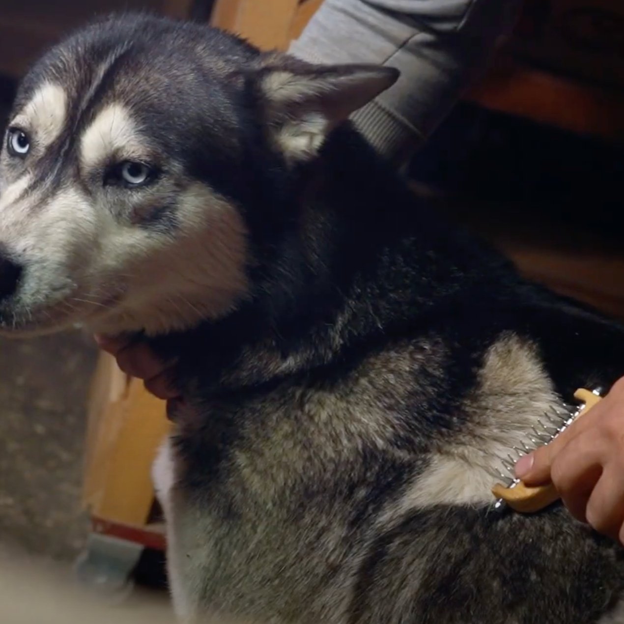 犬猫の抜け毛取り - ZOORO 長毛用 グルーミングコーム|ペット用品グルーミング用品|犬猫の抜け毛取り - ZOORO 長毛用 グルーミングコーム ロングタイプ | プロ仕様のペット用ブラシ|ペット用品グルーミング用品