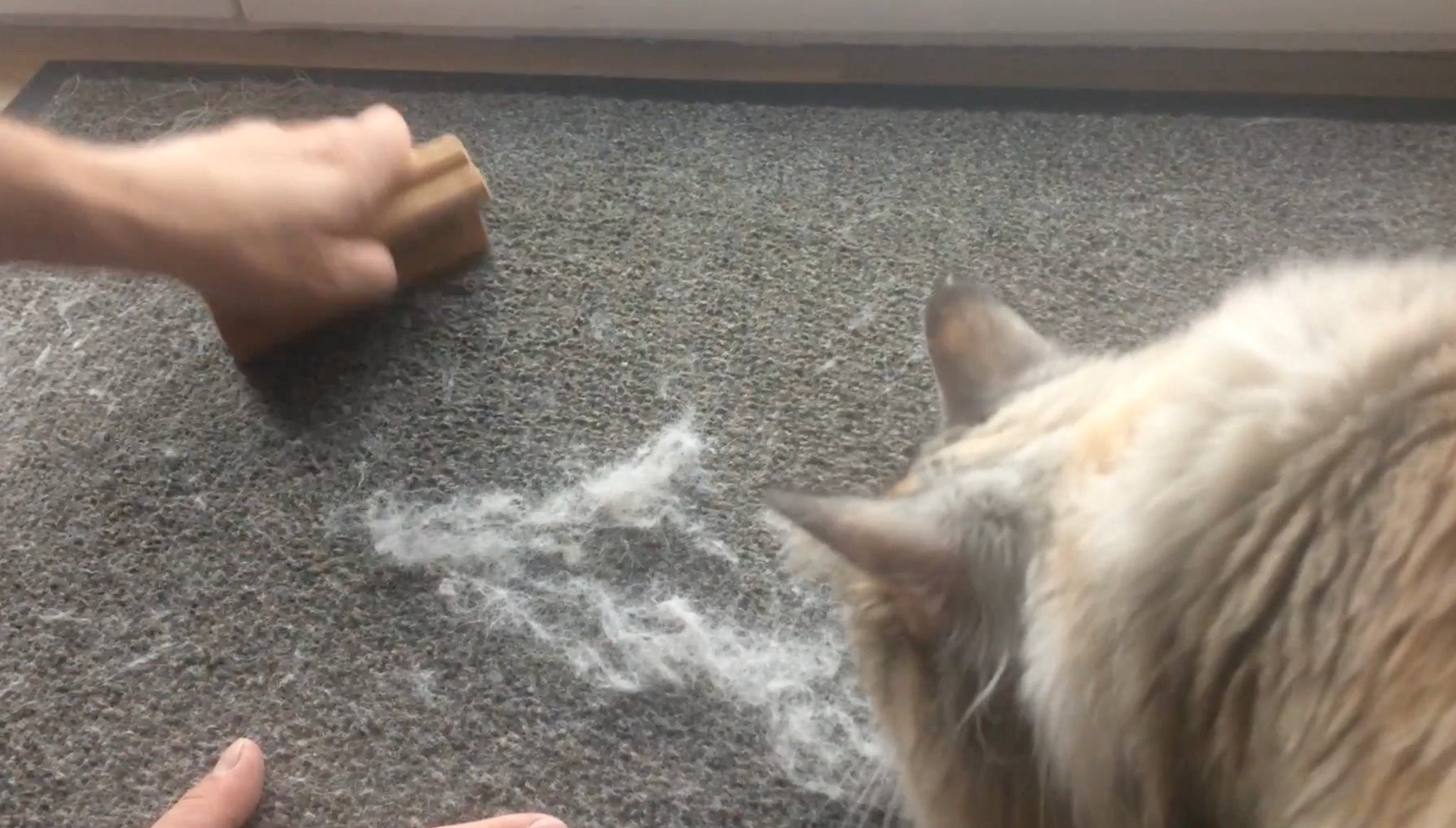 犬猫うさぎの抜け毛取り - ZOORO 短毛用 グルーミングコーム|ペット用グルーミング用品|犬猫うさぎの抜け毛取り - カーペット掃除 ZOORO 短毛用 グルーミングコーム | プロ仕様ペット用ブラシ|ペット用グルーミング用品