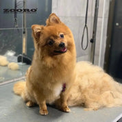 犬猫うさぎの抜け毛取り - ZOORO 短毛用 グルーミングコーム|ペット用グルーミング用品|中型犬 抜け毛ケア 換毛期 抜け毛を効果的に除去 ゾロ公式