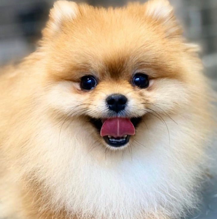 犬猫の抜け毛取り - ZOORO 長毛用 グルーミングコーム|ペット用品グルーミング用品|犬猫の抜け毛取り - ZOORO 長毛用 グルーミングコーム ロングタイプ | プロ仕様のペット用ブラシ|ペット用品グルーミング用品