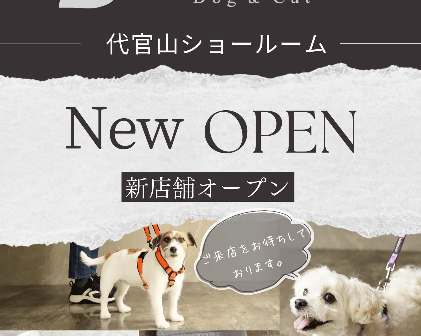 【新店舗オープンのお知らせ】12月12日Alice's Dog & Cat 代官山ショールームオープン - Alice's Dog & Cat