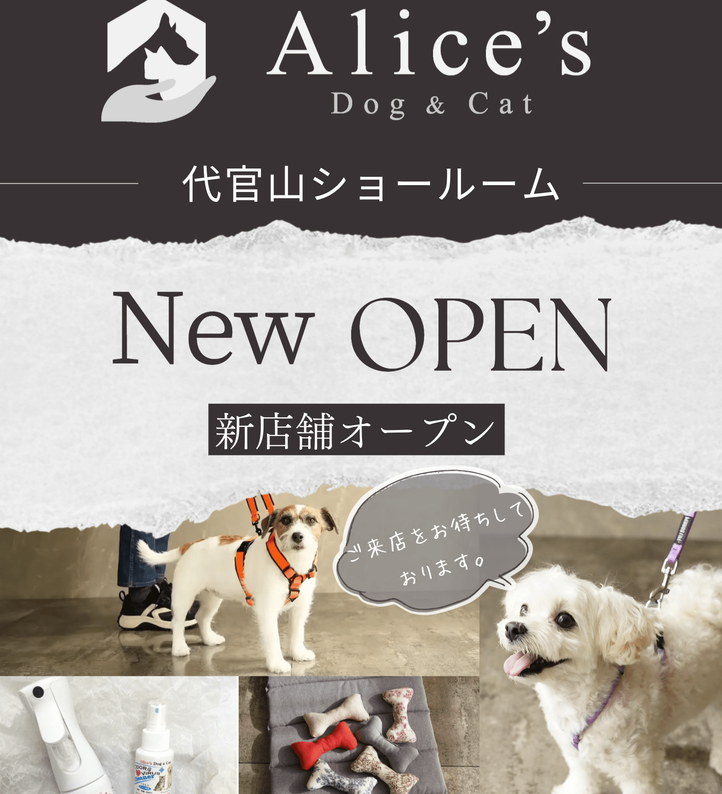 【新店舗オープンのお知らせ】12月12日Alice's Dog & Cat 代官山ショールームオープン - Alice's Dog & Cat