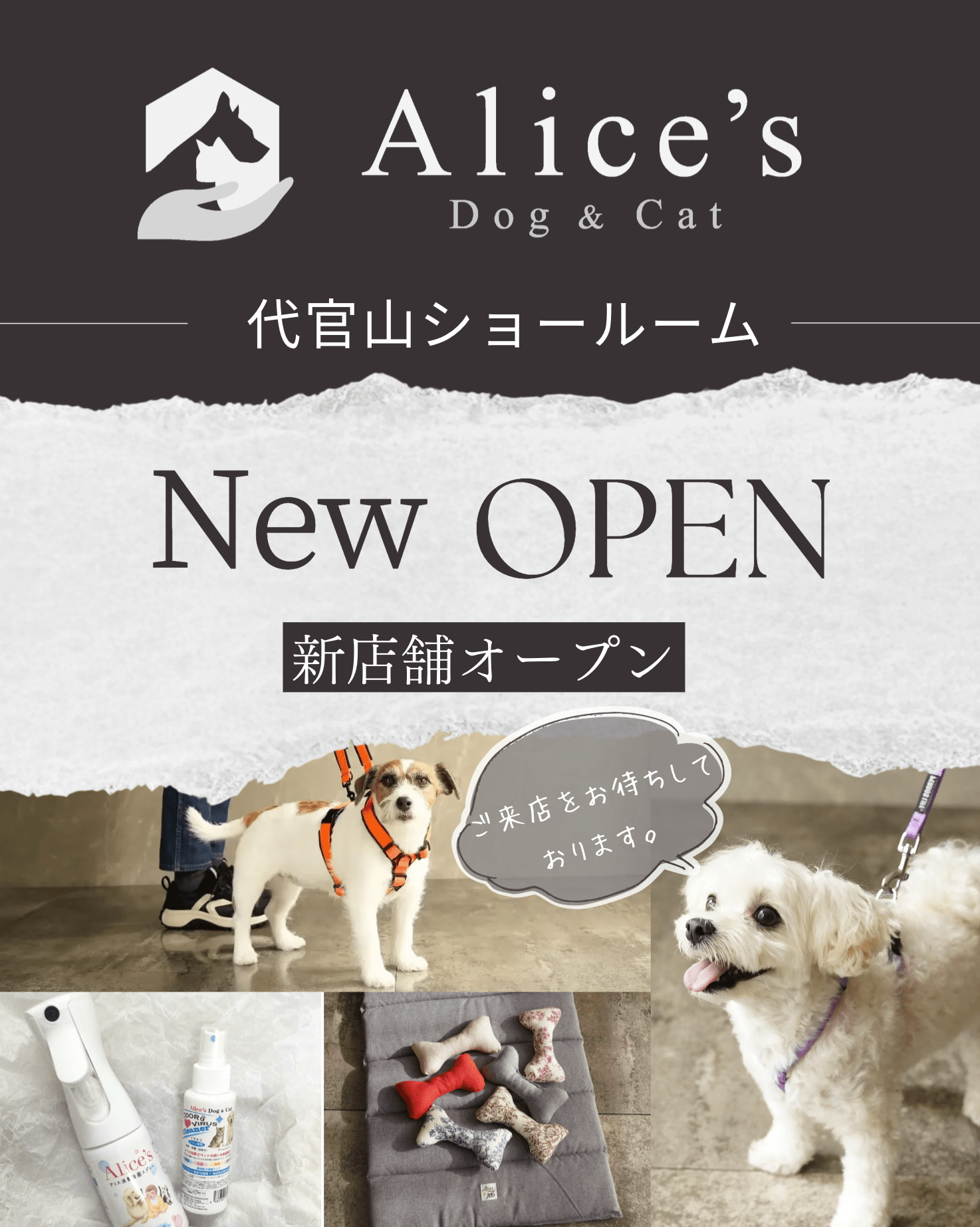 【新店舗オープンのお知らせ】12月12日Alice's Dog & Cat 代官山ショールームオープン - Alice's Dog & Cat