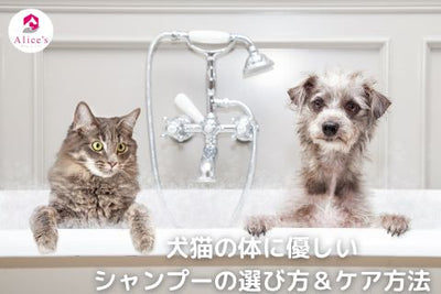 How to choose and care for a shampoo that is gentle on dogs and cats 
