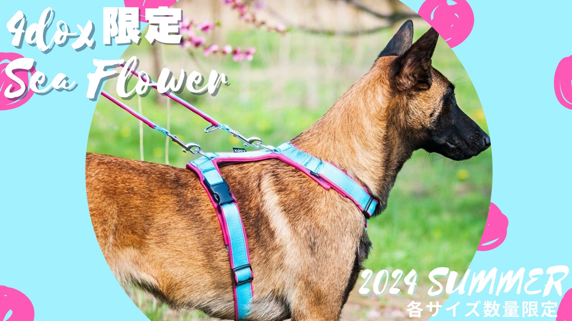 【2024年サマー限定】4dox シーフラワーカラー登場 - Alice's Dog & Cat