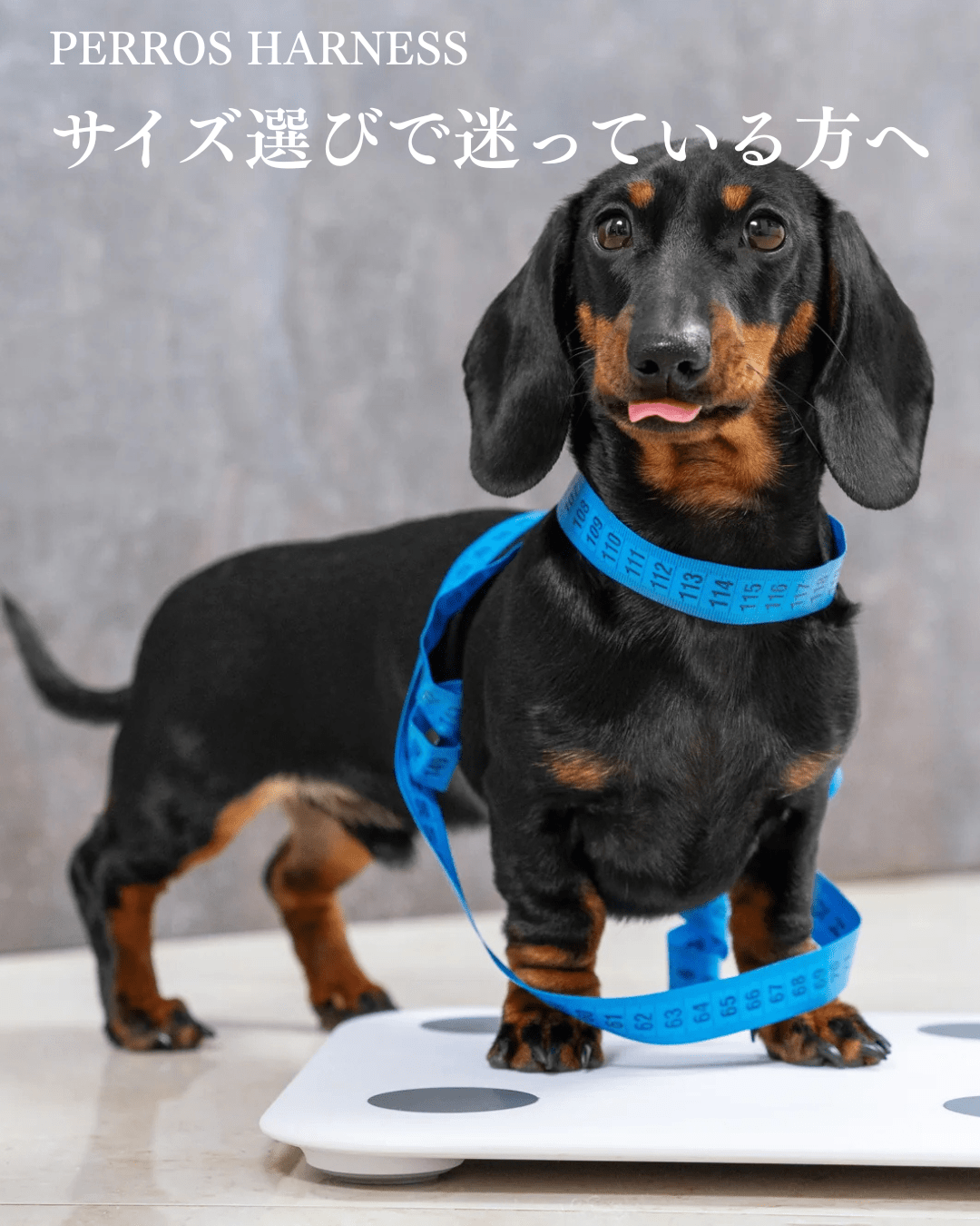 【2026年最新版】ペルロスハーネスのサイズ選び完全ガイド｜失敗しない測り方と犬種別目安 - Alice's Dog & Cat