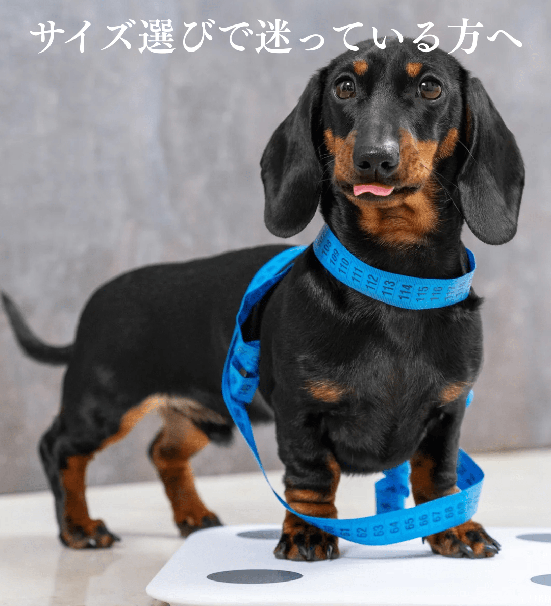 【2026年最新版】ペルロスハーネスのサイズ選び完全ガイド｜失敗しない測り方と犬種別目安 - Alice's Dog & Cat