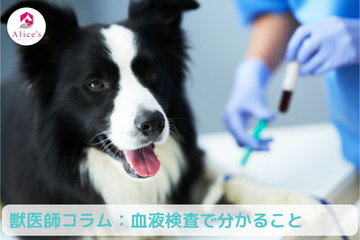 獣医師コラム：血液検査・血液化学検査・尿検査でわかること