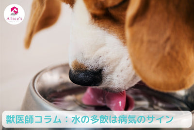 獣医師コラム：水をたくさん飲む、尿量が多いのは病気のサイン！
