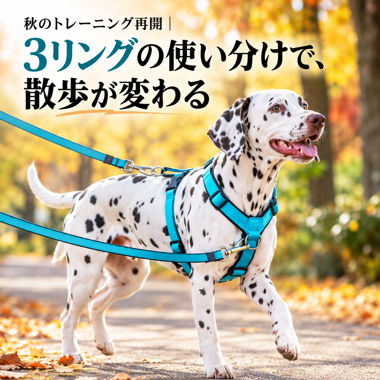 秋のトレーニング再開｜3リングの使い分けで、散歩が変わる - Alice's Dog & Cat