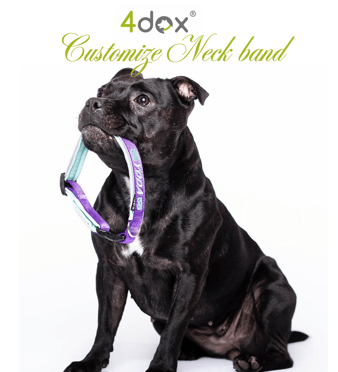 【新商品】4dox ネックバンド – 名前入りオリジナルモデル登場！ - Alice's Dog & Cat