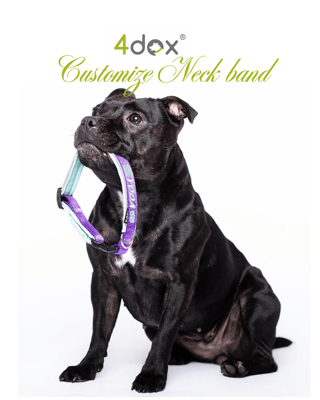 【新商品】4dox ネックバンド – 名前入りオリジナルモデル登場！ - Alice's Dog & Cat