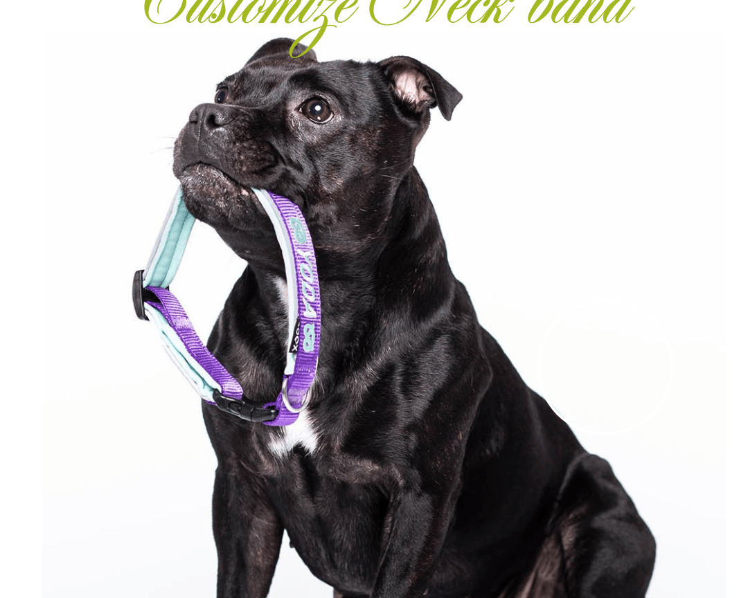 【新商品】4dox ネックバンド – 名前入りオリジナルモデル登場！ - Alice's Dog & Cat