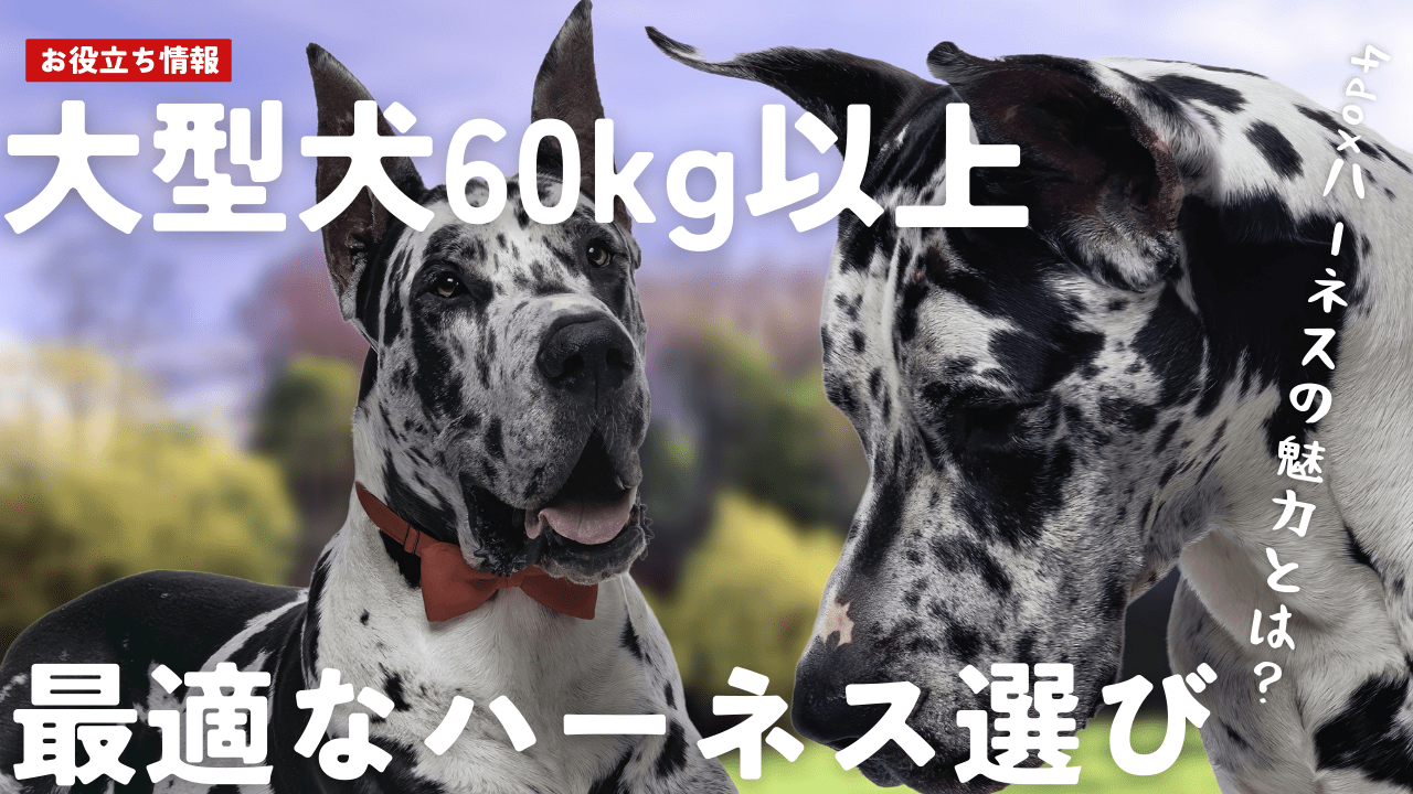 大型犬のハーネス選び | 4doxで60kg以上の犬にも安心のフィット感を - Alice's Dog & Cat