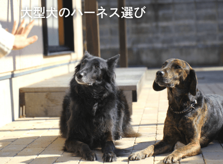 大型犬のハーネス選び | 4doxで60kg以上の犬にも安心のフィット感を - Alice's Dog & Cat