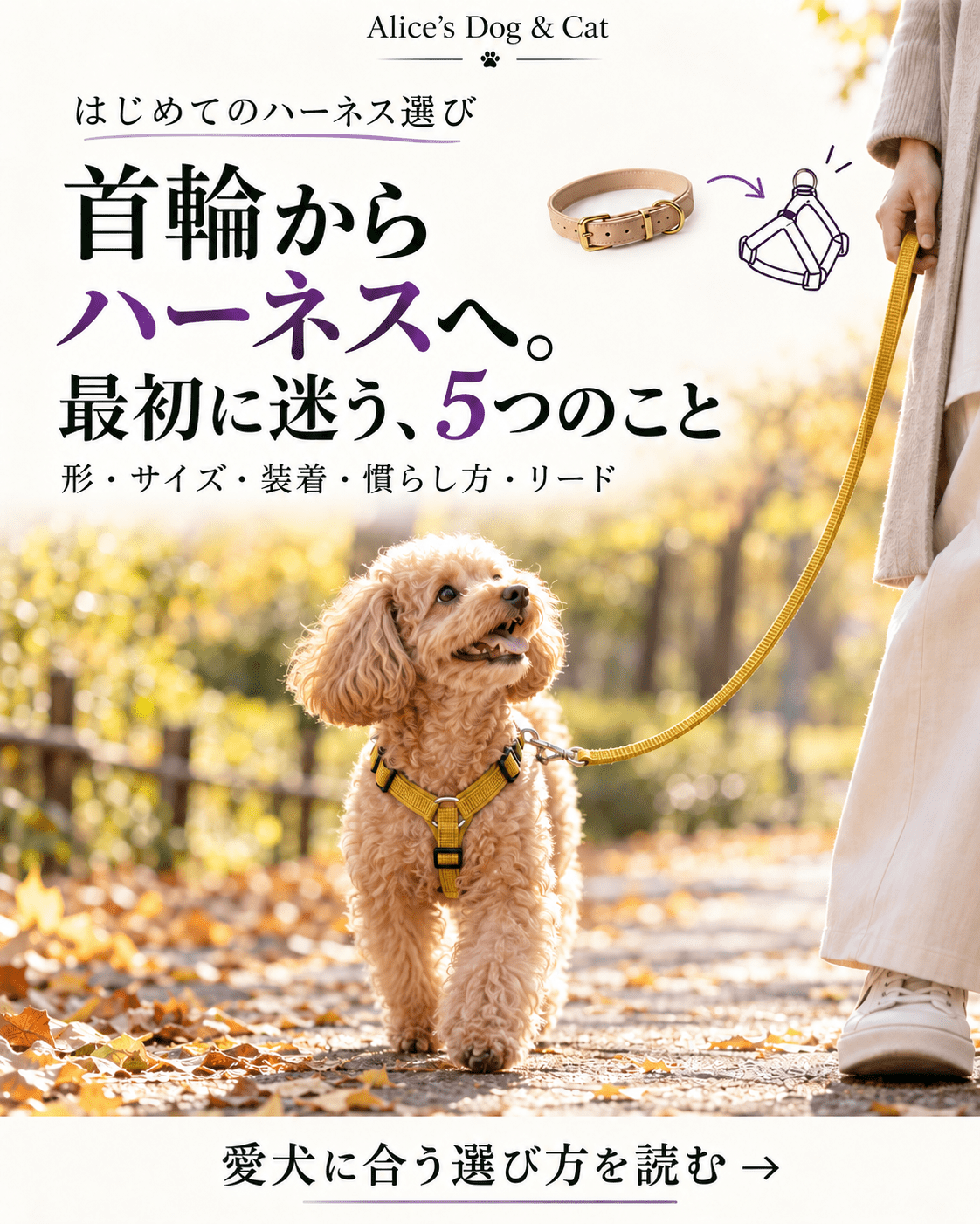 首輪からハーネスへ替えるとき｜最初に迷う5つのこと - Alice's Dog & Cat