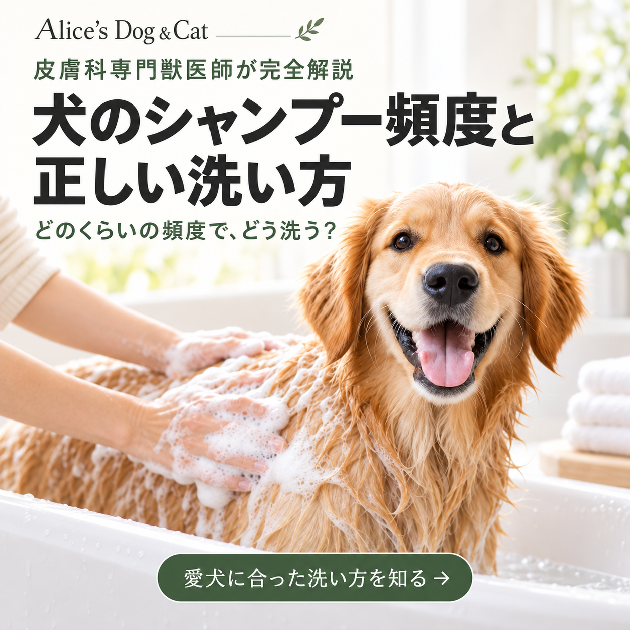 犬のシャンプー頻度と正しい洗い方｜皮膚科専門獣医師が完全解説