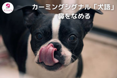 Calming signal "dog language" licking the nose 