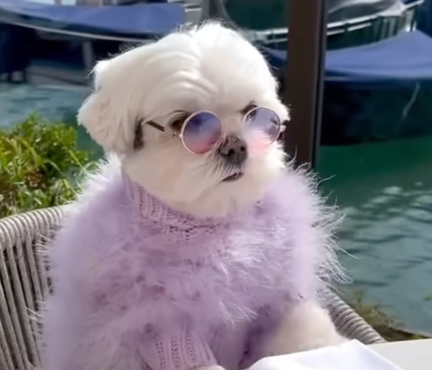 Christian Cowan x max-bone コラボ ニット ラベンダーカラー登場 – Alice's Dog & Cat