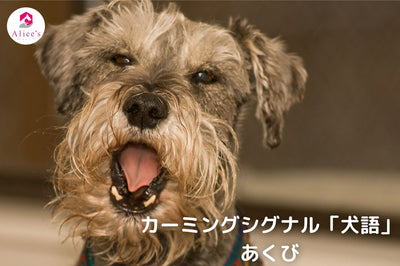 Calming signal “dog language” yawn 