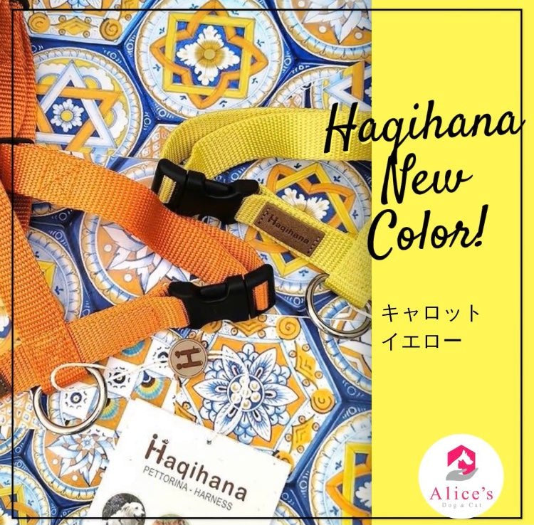 Haqihana　ハキハナ　NEWカラー登場のご案内 - Alice's Dog & Cat