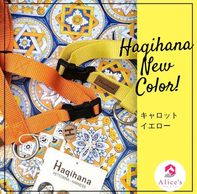 Haqihana　ハキハナ　NEWカラー登場のご案内