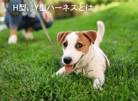 犬の体に負担が少ない H型・Y型のハーネスとは - Alice's Dog & Cat