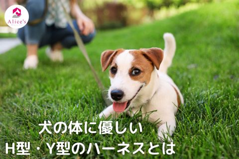 犬の体に負担が少ない H型・Y型のハーネスとは - Alice's Dog & Cat