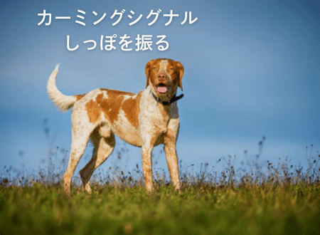 カーミングシグナル「犬語」尾を振る - Alice's Dog & Cat