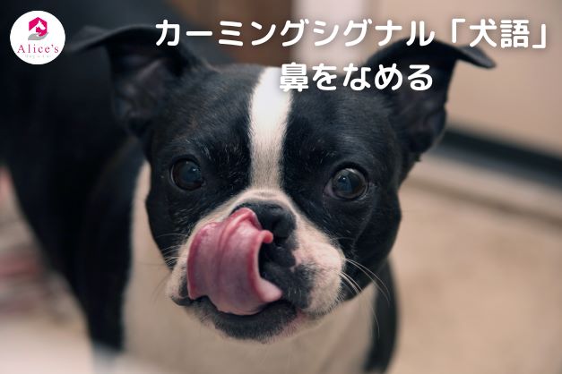 カーミングシグナル「犬語」鼻をなめる - Alice's Dog & Cat