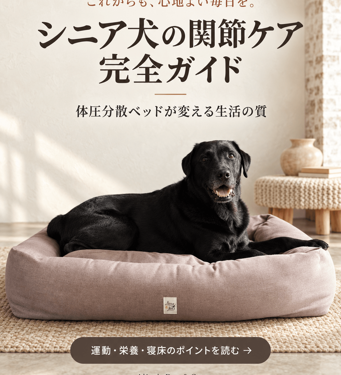 シニア犬の関節ケア完全ガイド：体圧分散ベッドが変える生活の質 - Alice's Dog & Cat