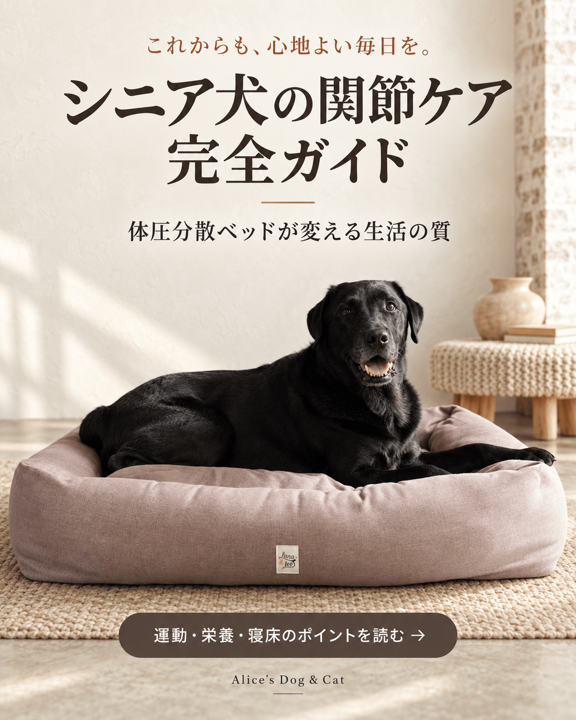 シニア犬の関節ケア完全ガイド：体圧分散ベッドが変える生活の質 - Alice's Dog & Cat