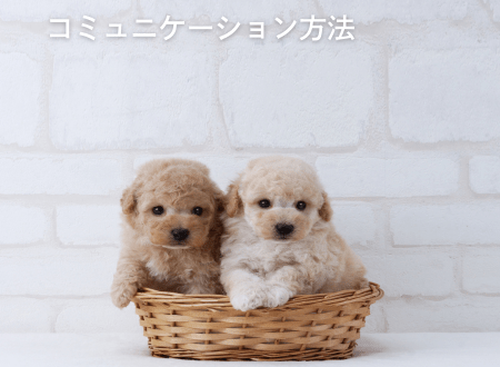 子犬を飼うなら必ず知っておくべきコミュニケーション方法 - Alice's Dog & Cat
