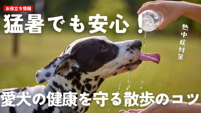 猛暑でも安心！愛犬の健康を守る散歩のコツと熱中症対策